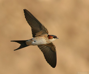 Хараацай (Монгол алтанхараацай)